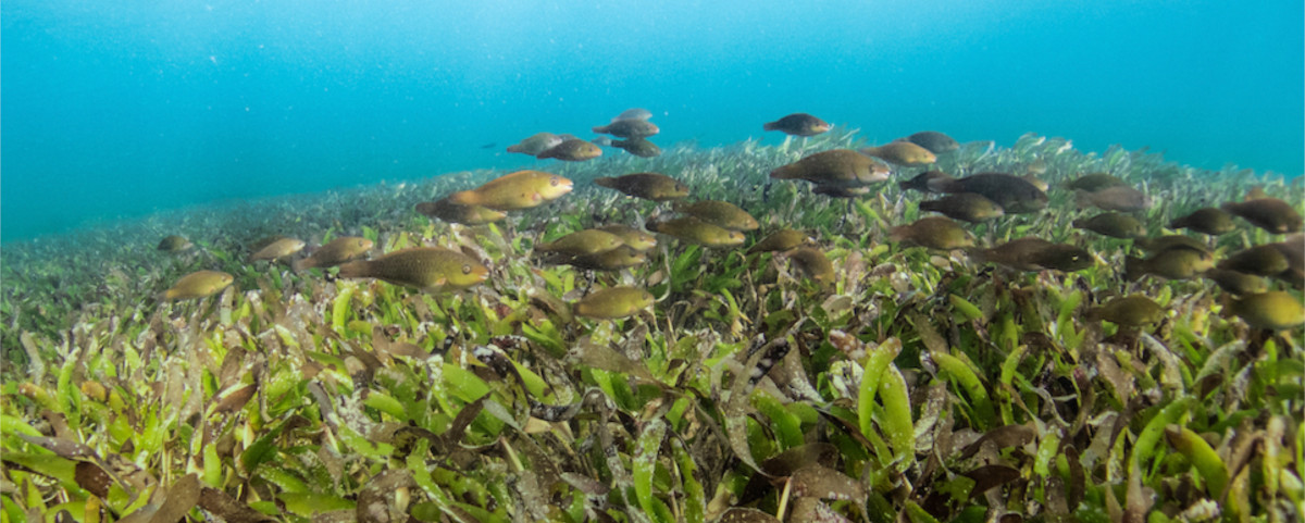 An underwater image of a school of fish swimming through a seagrass reef.