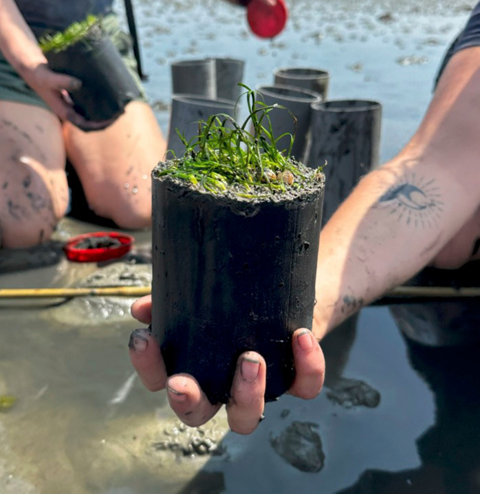 A close up photo of a hand holding a seagrass plant, ready to be planted in the Eastern Scheldt estuary in the south of The Netherlands.