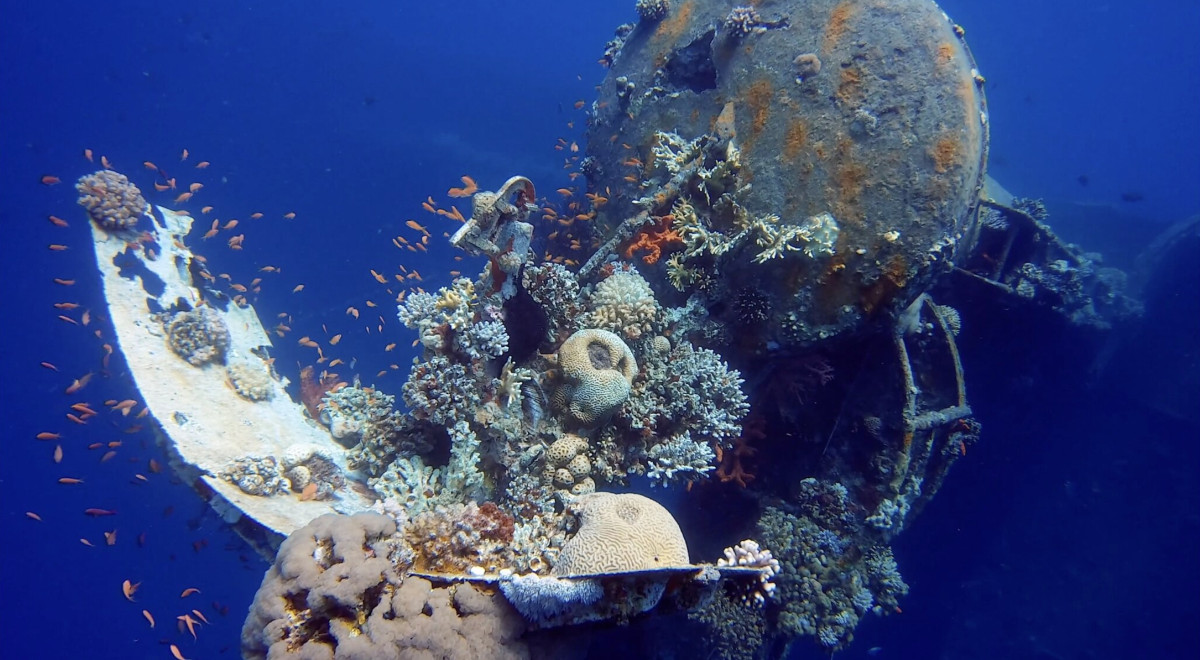 An underwater image of a ship wreck. You can see that sea life has started to grow on the wreck, and there are fish swimming around the coral that has grown on the propeller.