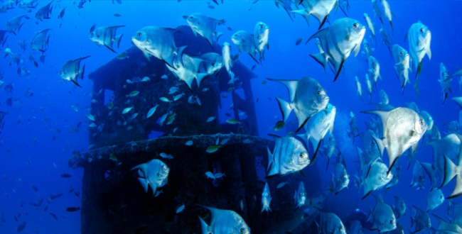 An underwater image of a school of fish swimming around a wreck. The ocean in the background is dark blue.