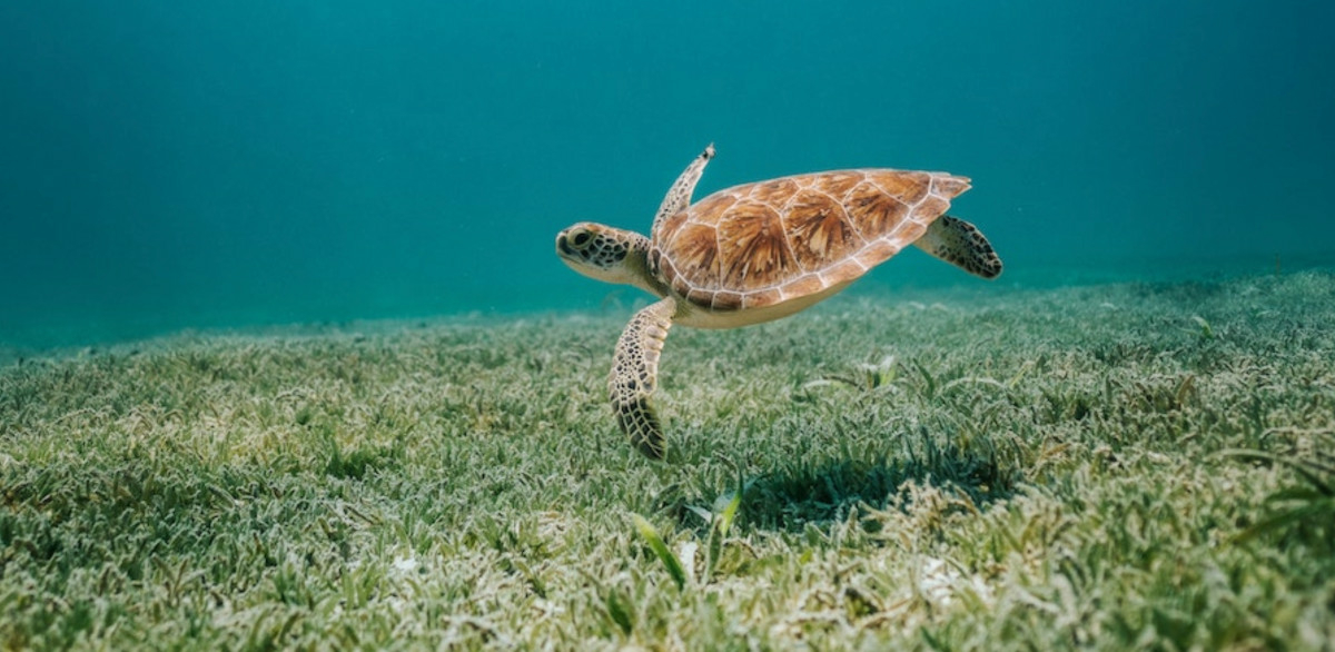 An underwater photo of a sea turtle swimming in clear blue waters, near a green meadow of seagrass.